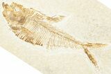 Detailed Fossil Fish (Diplomystus) - Wyoming #320260-1